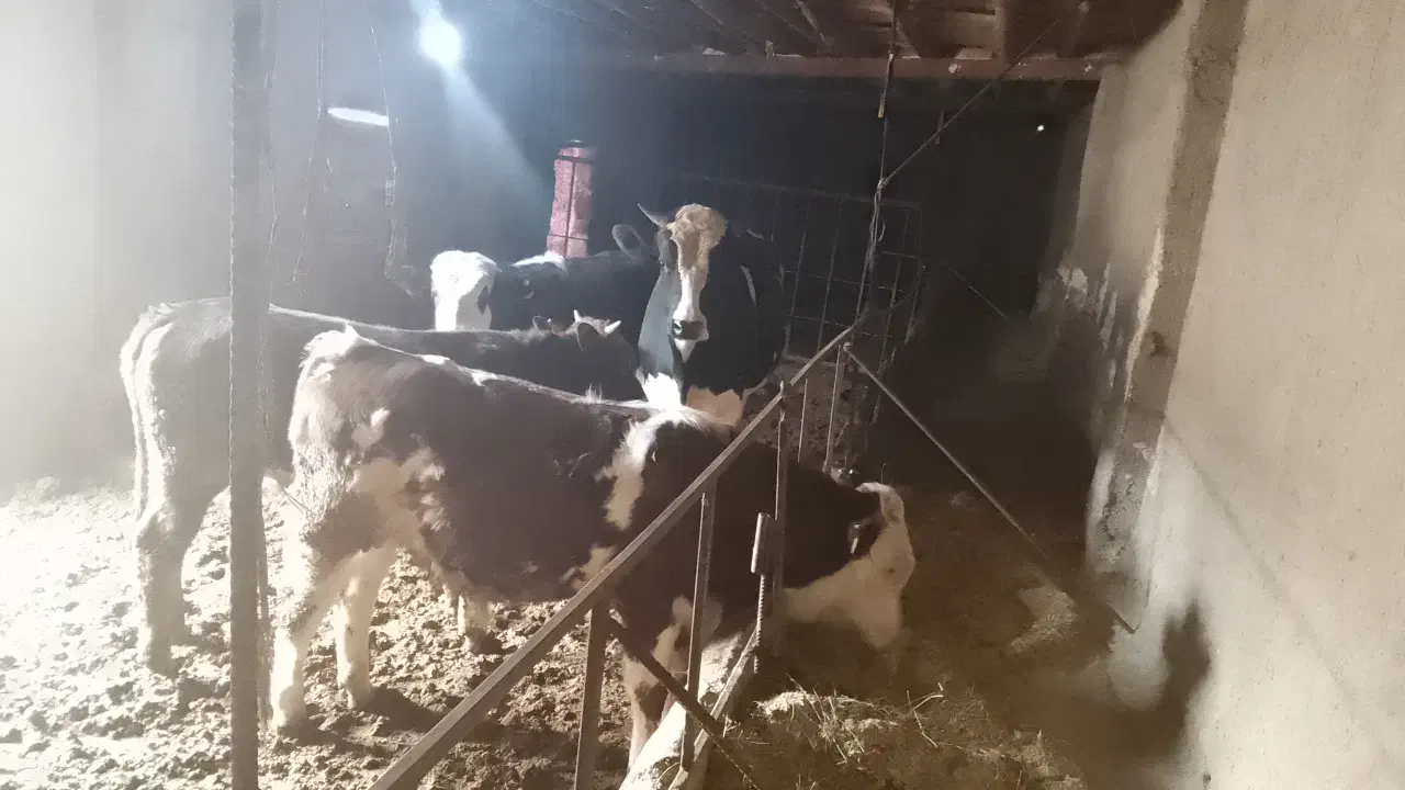 گوساله نر|حیوانات مزرعه|قزوین, |دیوار