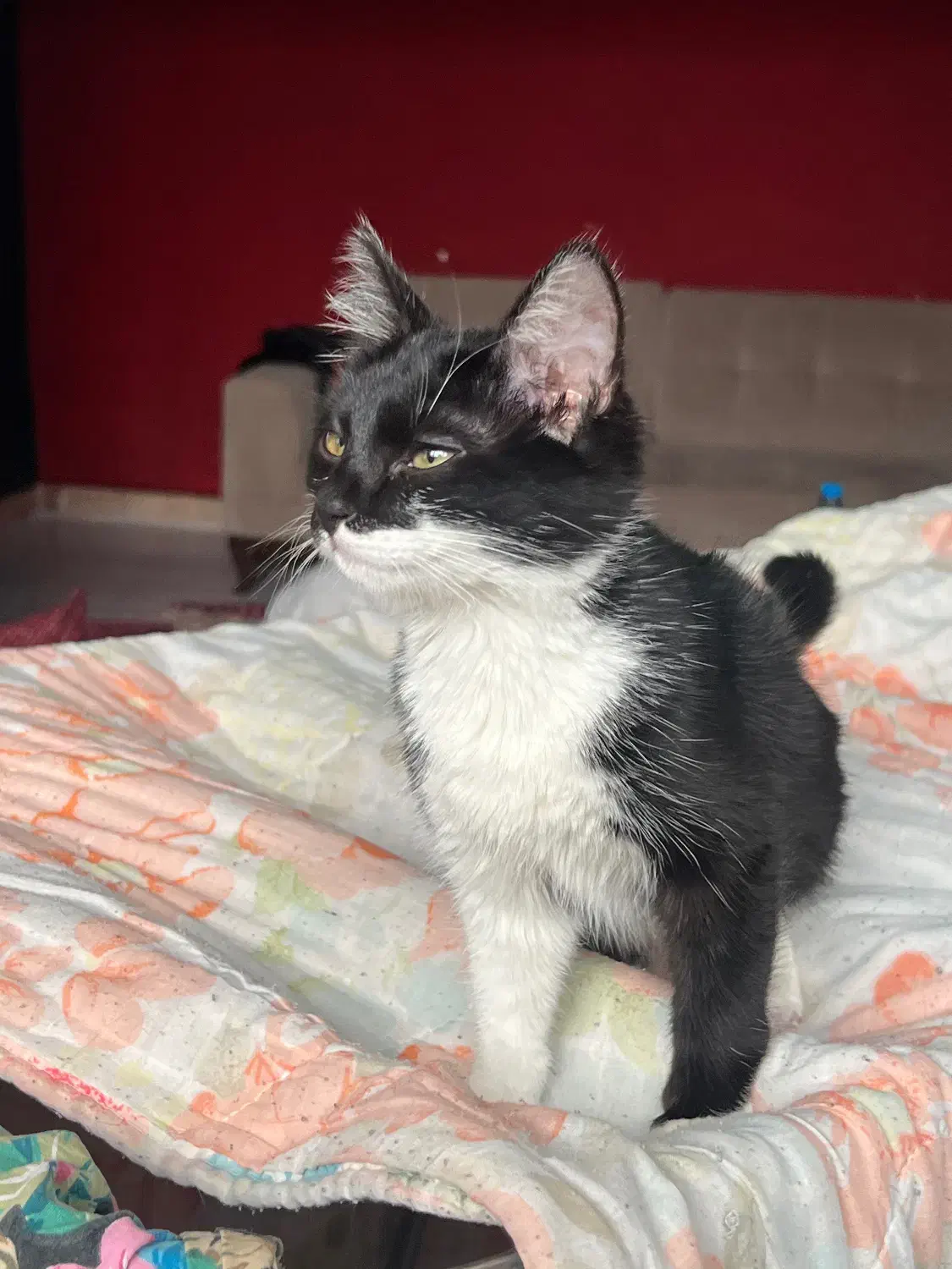 واگذاری گربه سیاه سفید|گربه|تبریز, |دیوار