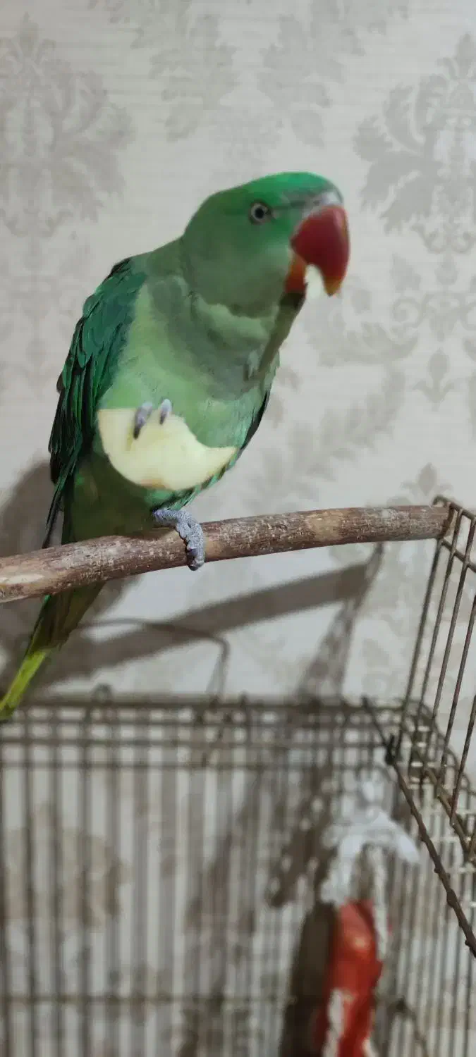 شاه طوطی نر|پرنده|فردیس, فردیس|دیوار