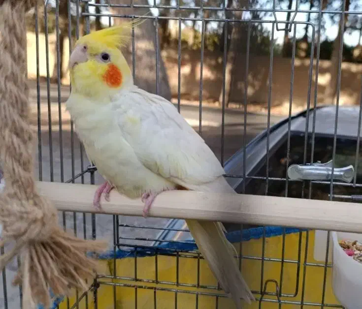 عروس هلندی لوتینو گمشده|حیوانات|قدس, شهرک فرزان|دیوار