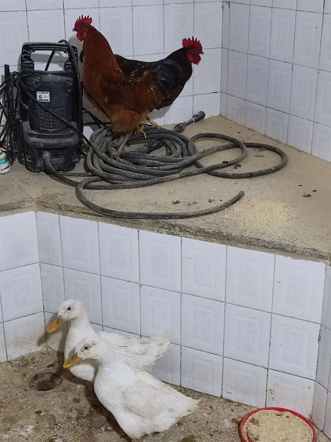 خروس|حیوانات مزرعه|مانه, |دیوار