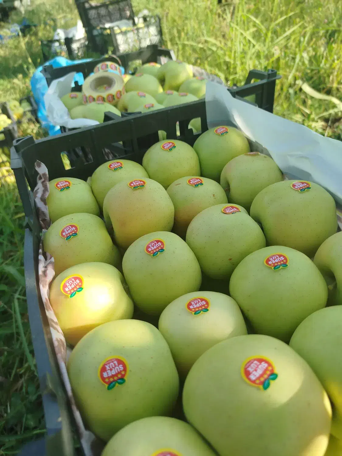 زمین و باغ|فروش زمین و ملک کلنگی|اشترینان, |دیوار