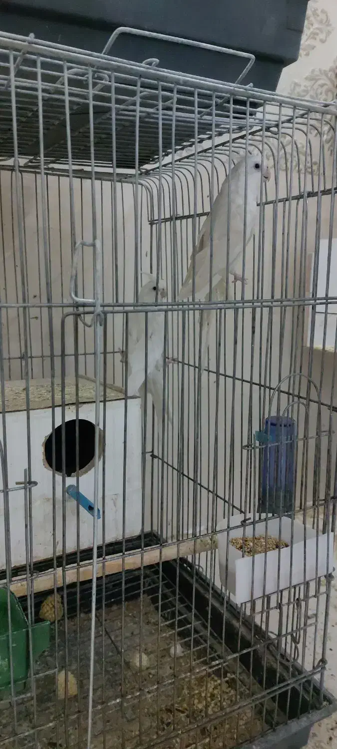 عروس هلندی|پرنده|کاشان, فاز ۲ ناجی آباد|دیوار