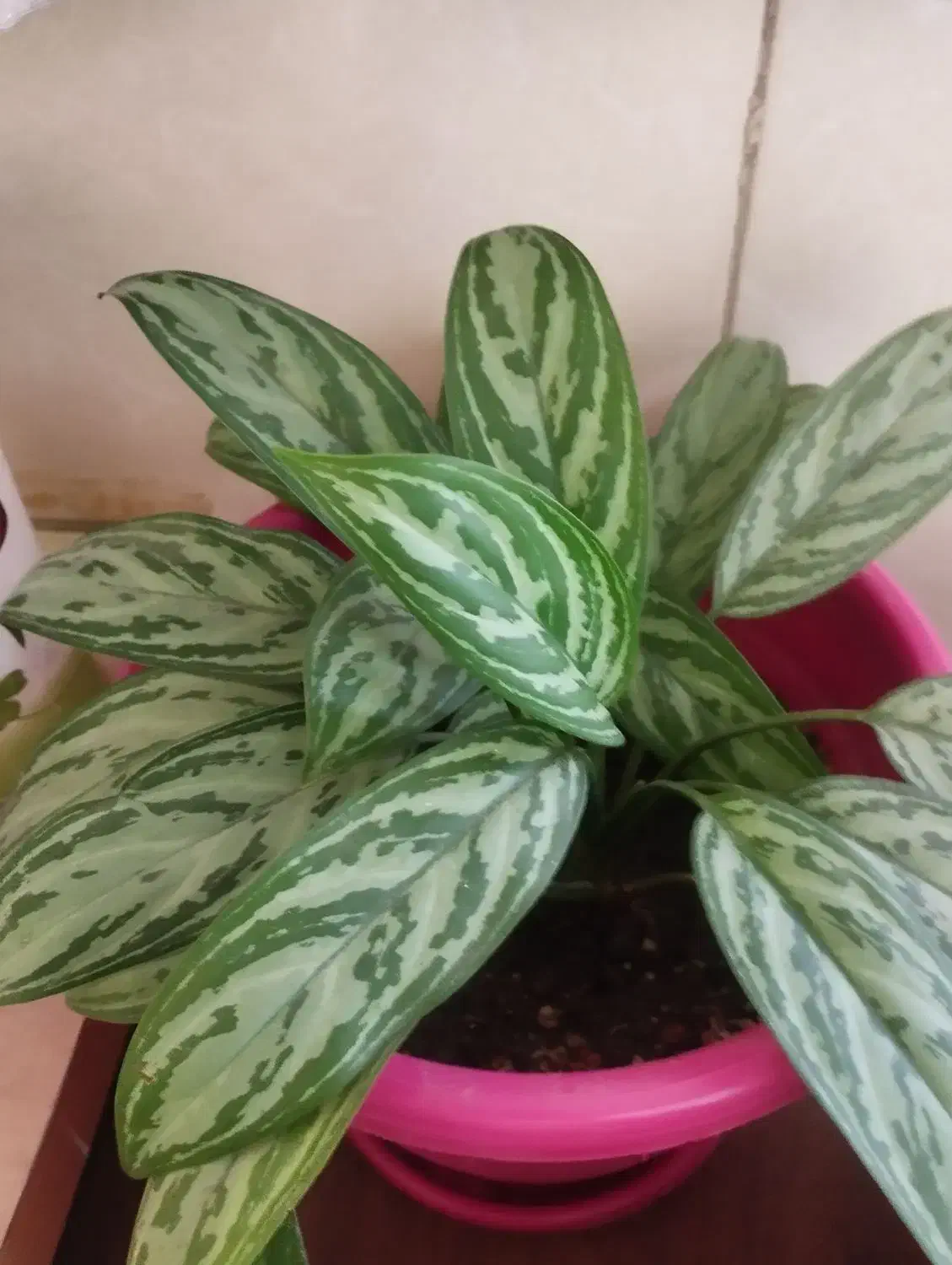 گلدان آگلونما ،بسیار سرحال وزیبا|گل و گیاه طبیعی|تهران, جوادیه تهرانپارس|دیوار