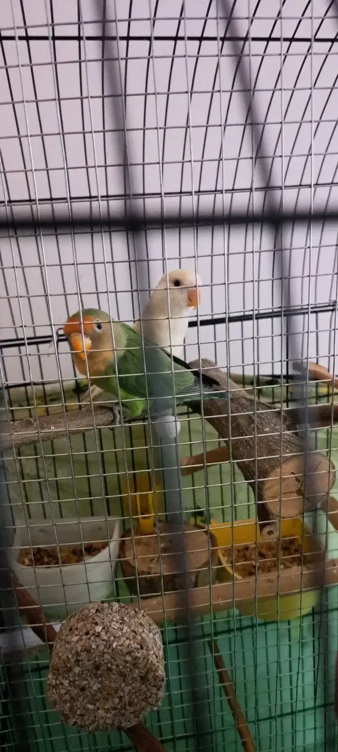 طوطی برزیلی|پرنده|سنندج, |دیوار