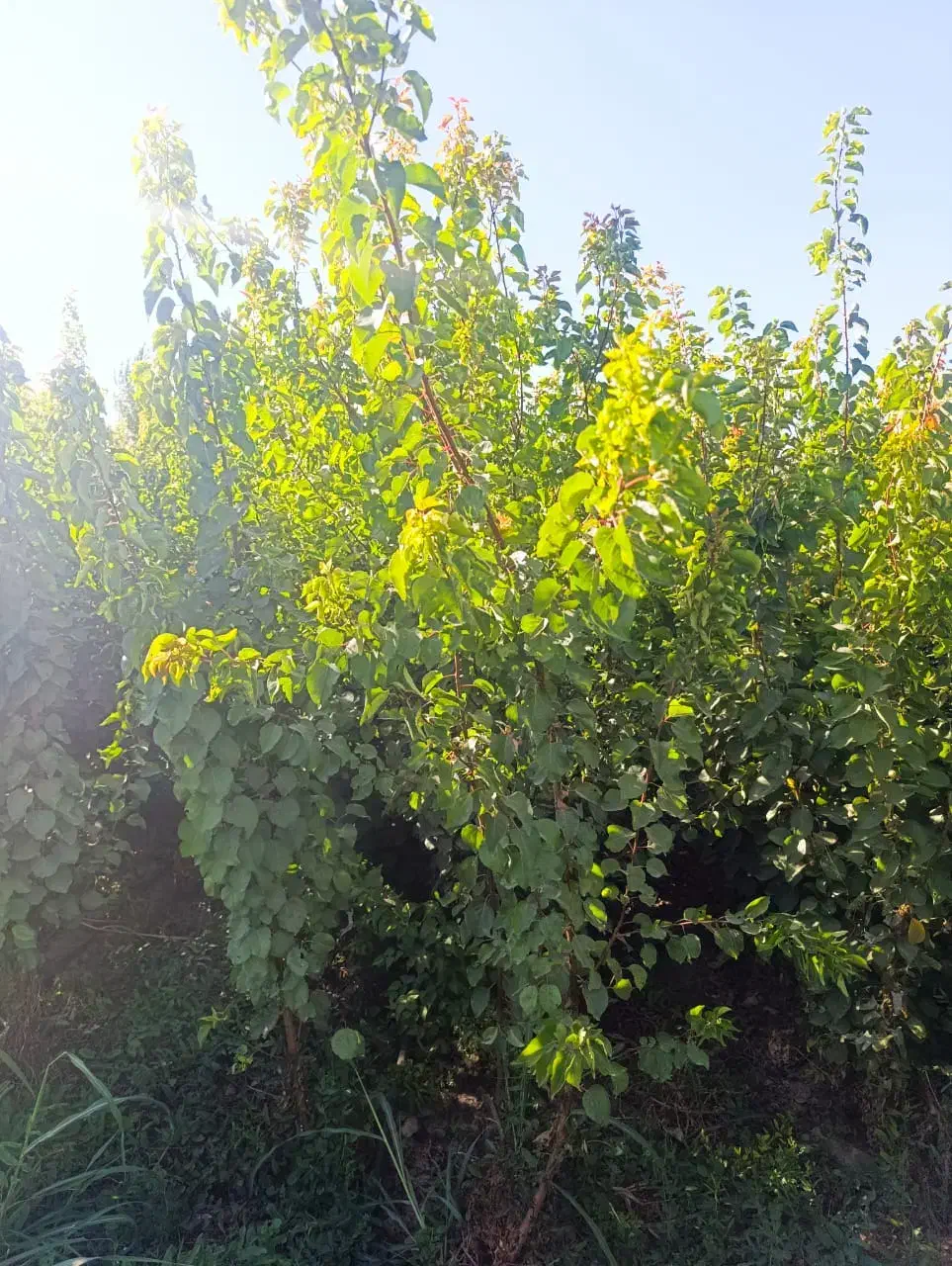 شهر نهال مرکز فروش نهال اصیل|خدمات باغبانی و درختکاری|کرمانشاه, |دیوار