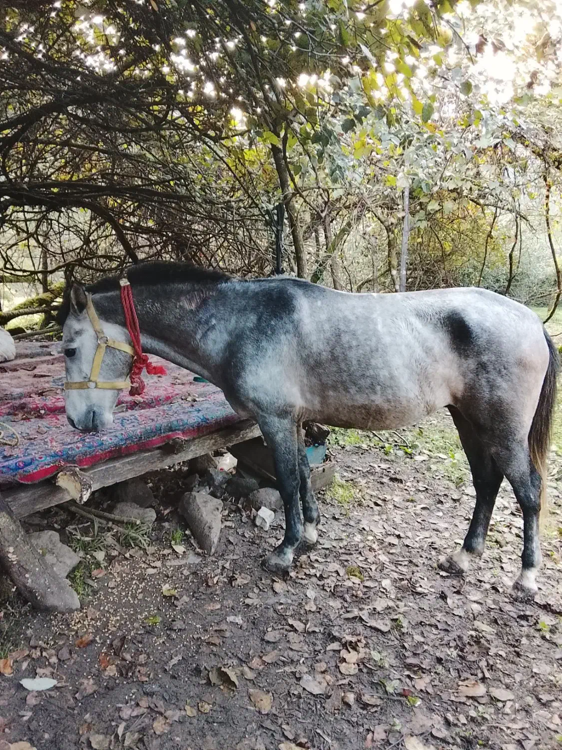 فروش نریان سواری|اسب و تجهیزات اسب‌سواری|حویق, |دیوار