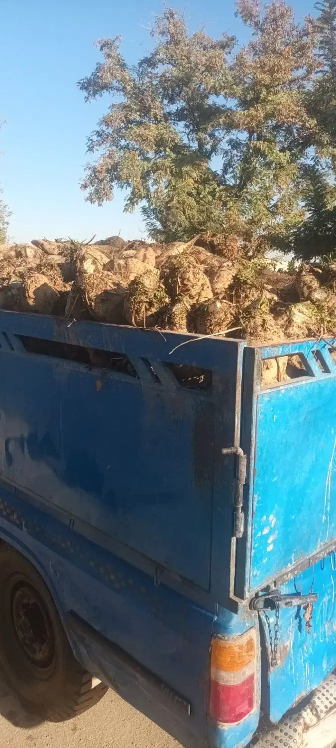 چغندر درشت وتازه تازه اززمین درامده|عمده‌فروشی|بشاریات, |دیوار