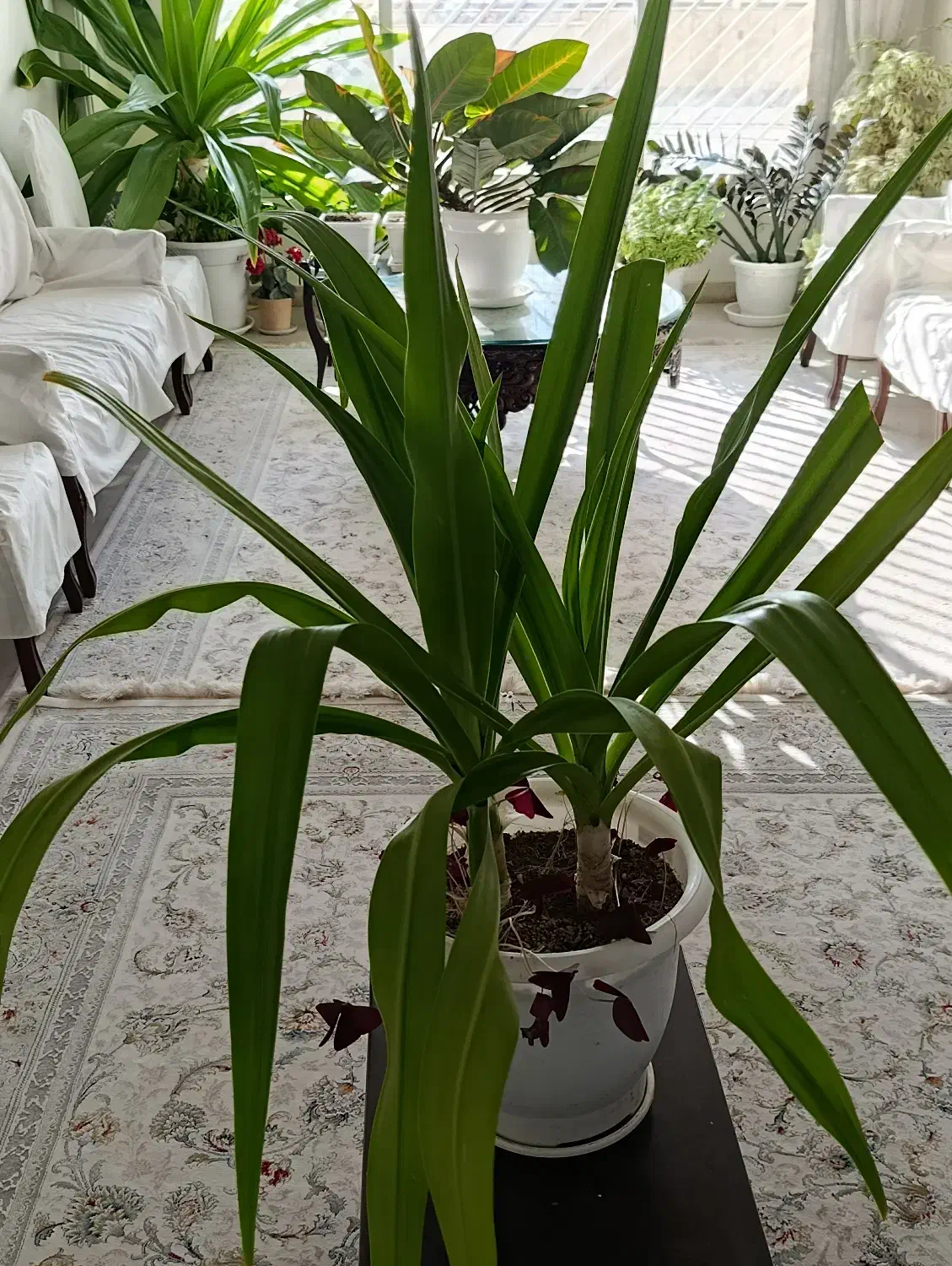 دو عدد گل سوسن عنکبوتی در یک گلدان|گل و گیاه طبیعی|تهران, آسمان|دیوار