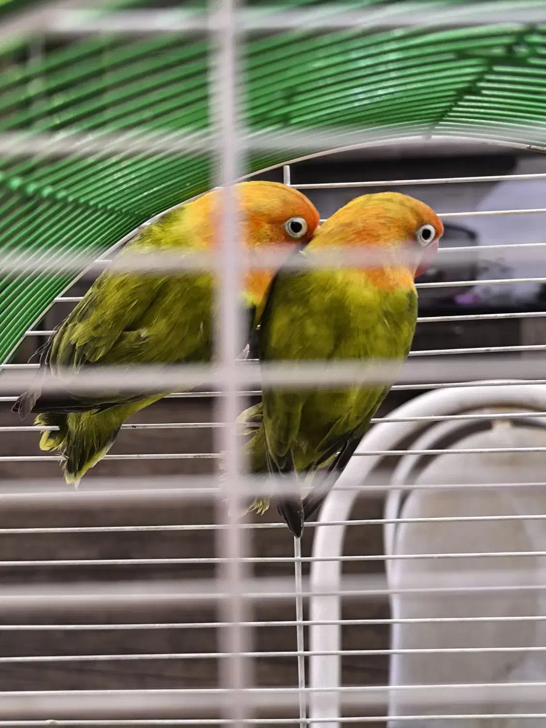 ۲ جفت کوتوله|پرنده|قم, هنرستان|دیوار