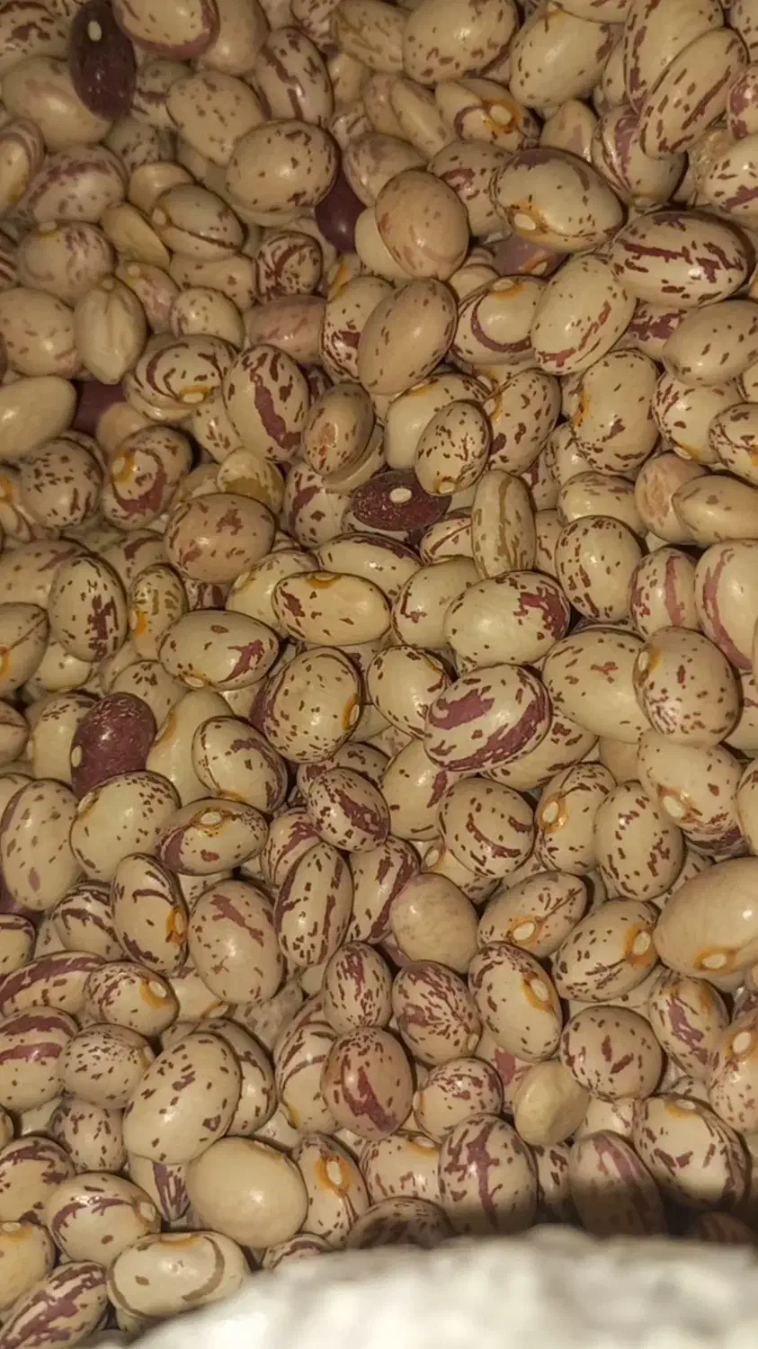 فروش لوبیا چیتی سرحد بوجاری شده قیمت ۲۸۵|خوردنی و آشامیدنی|خرم بید, |دیوار