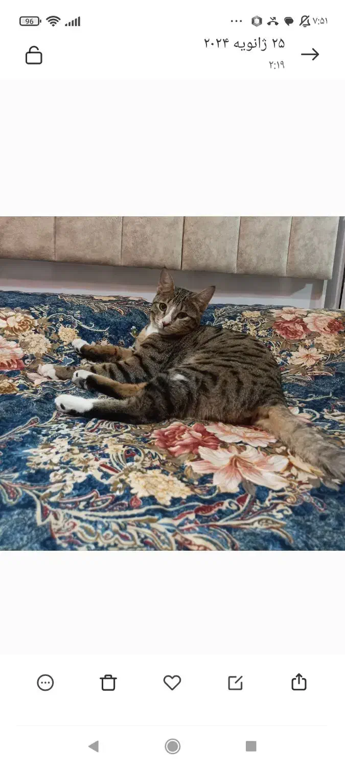 گمشده ، گربه پلنگی  ماده ، ۳ ساله|گربه|تبریز, |دیوار