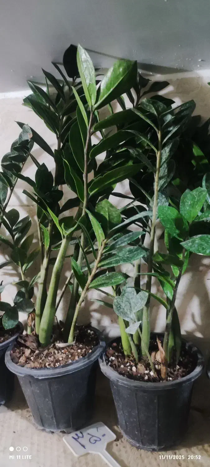 بامبو .گل .گلدان بامبو|گل و گیاه طبیعی|ورامین, ورامین|دیوار