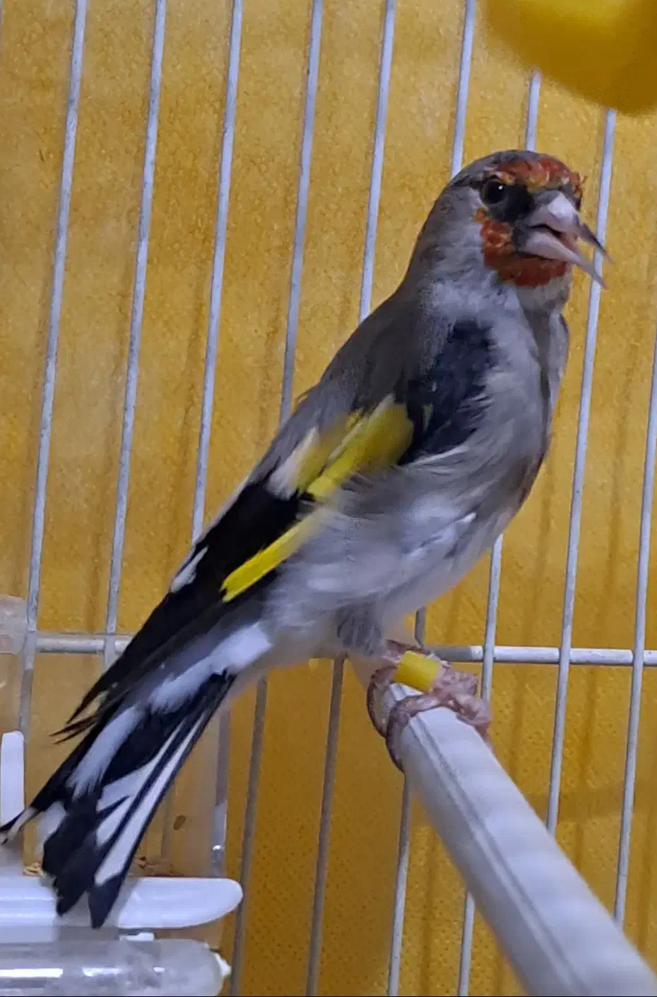 یه عدد سهره ماده خیلی آماده نیمه دستی|پرنده|تربت جام, شیخ احمد جامی|دیوار