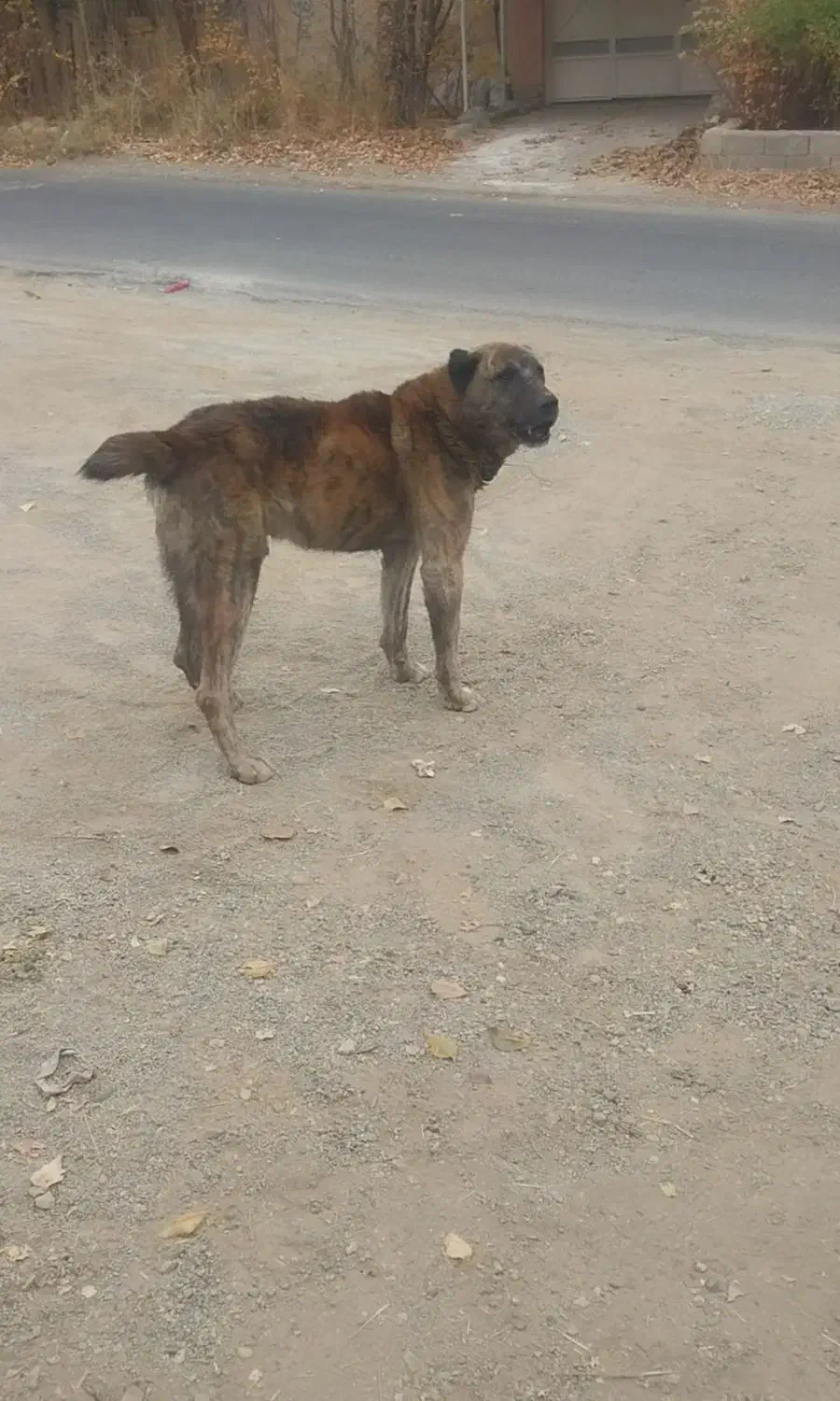 سگ گله ای نگهبان|سگ|آسارا, |دیوار