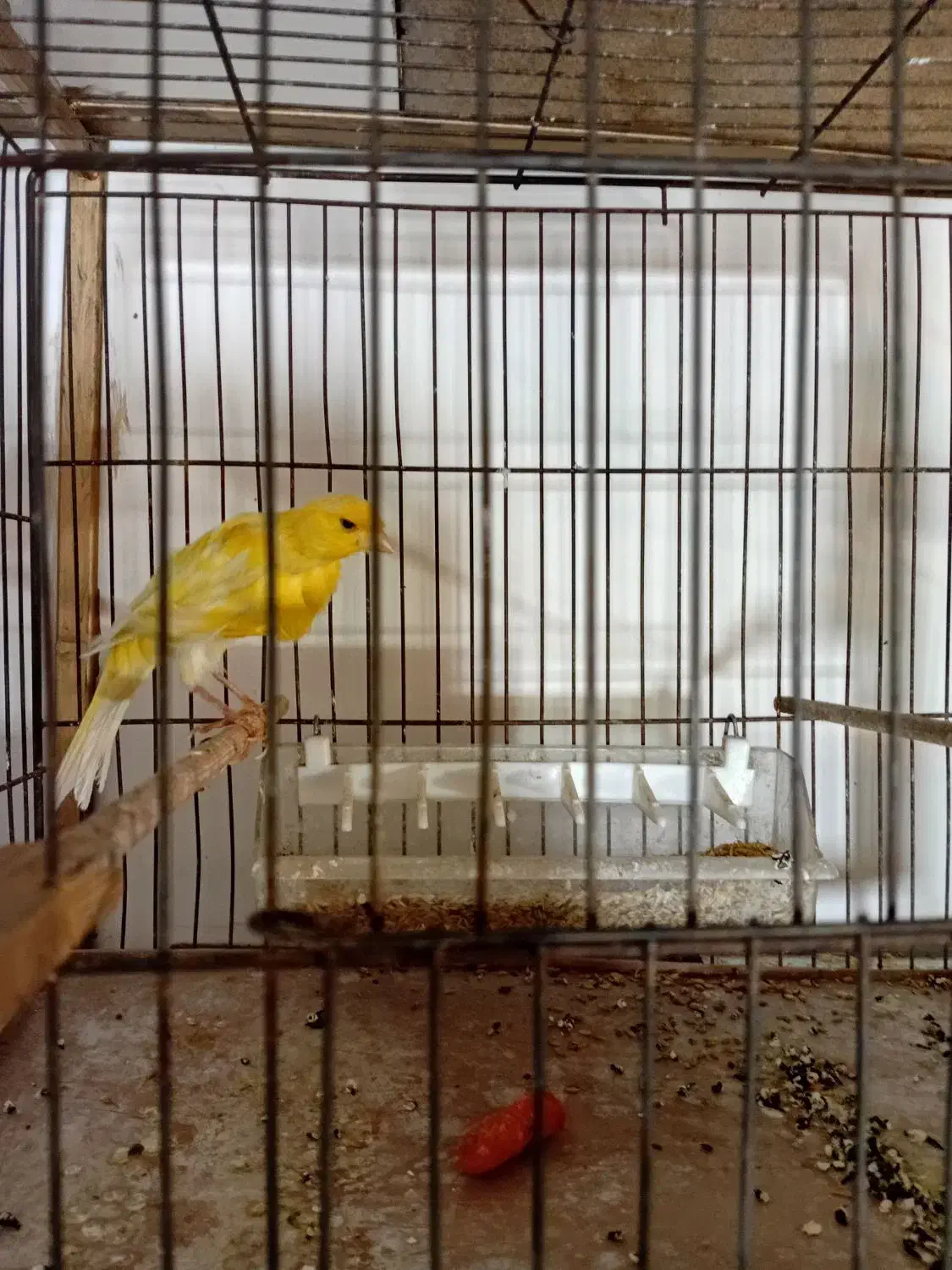 قناری نر تازه از لک دراومده ریزه میزنه|پرنده|اردبیل, |دیوار