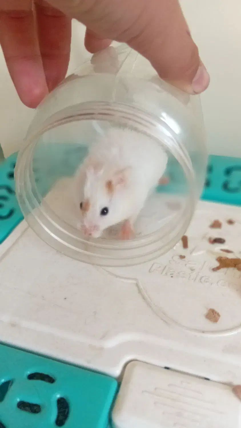 همستر|موش و خرگوش|دماوند, گیلاوند|دیوار