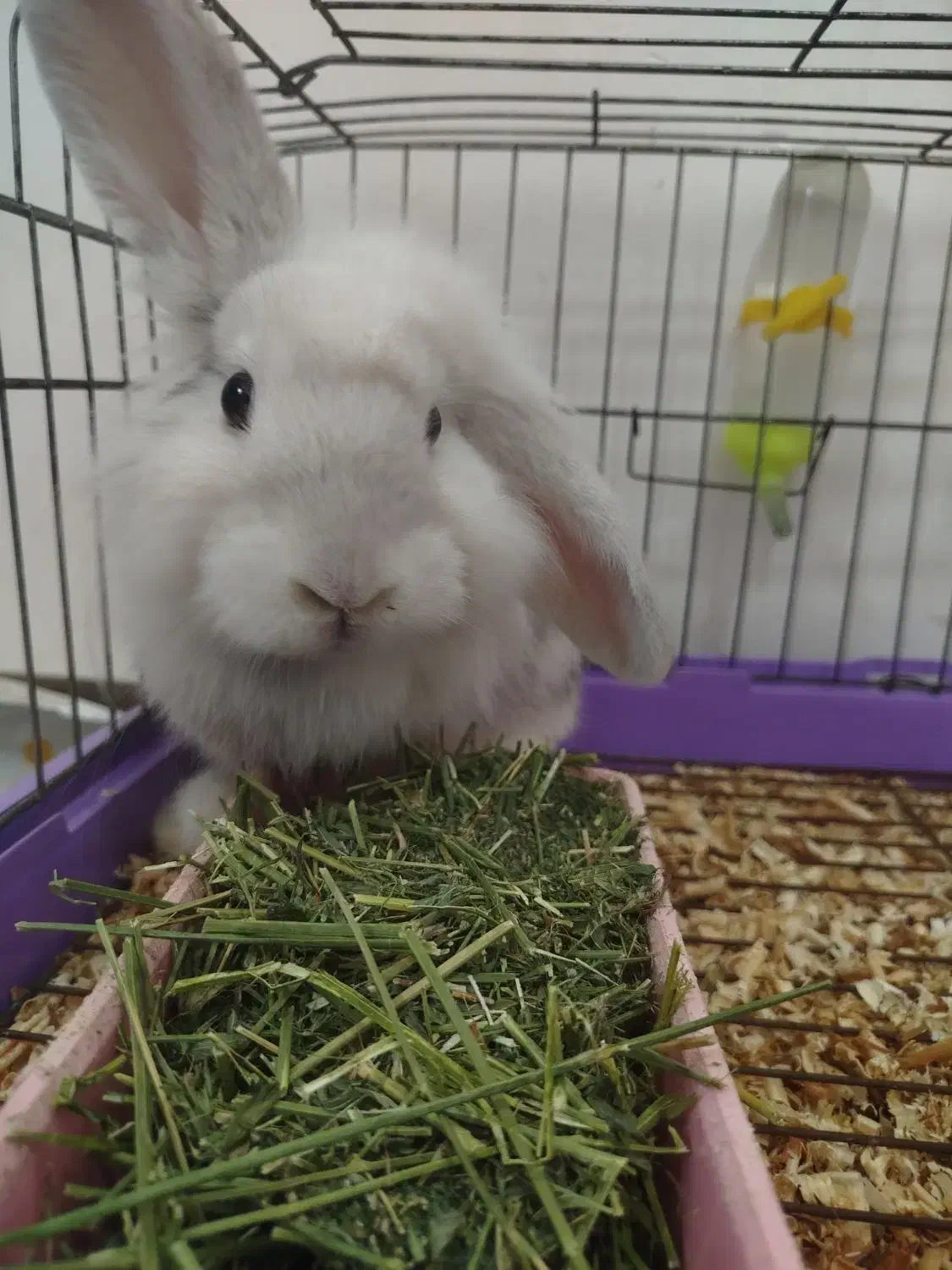 خرگوش لپ|موش و خرگوش|بندرعباس, |دیوار