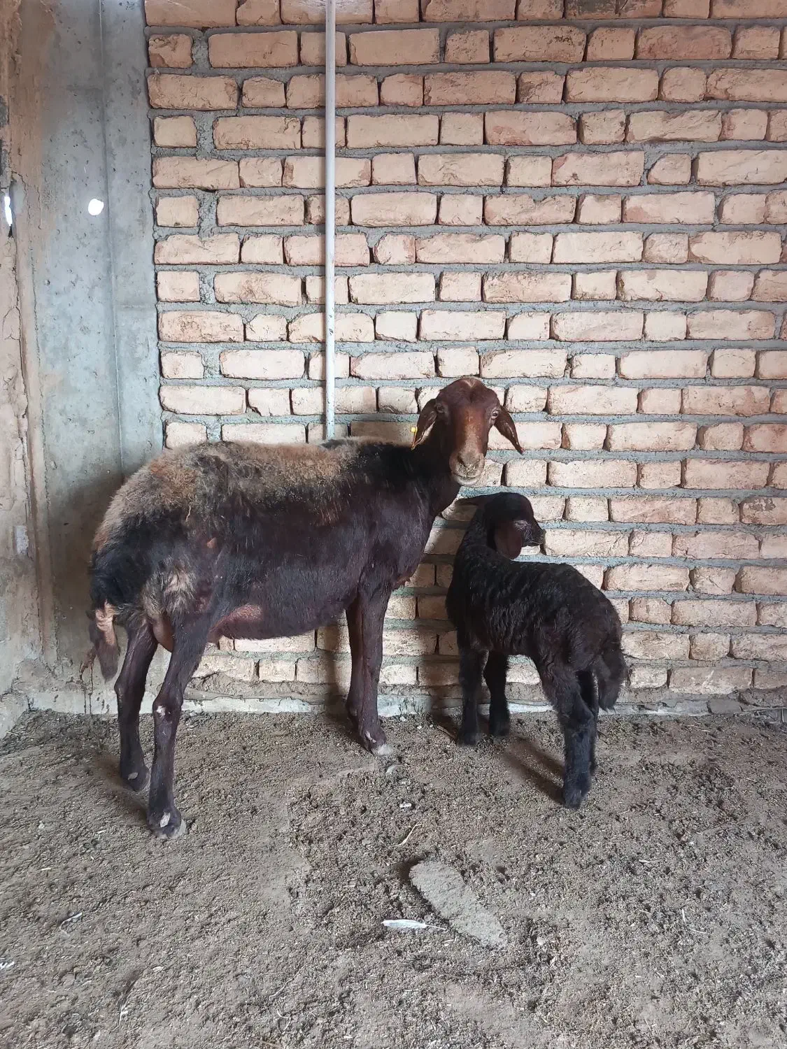 گوسفند بز بزغاله چاتمه|حیوانات مزرعه|سیمین شهر, |دیوار