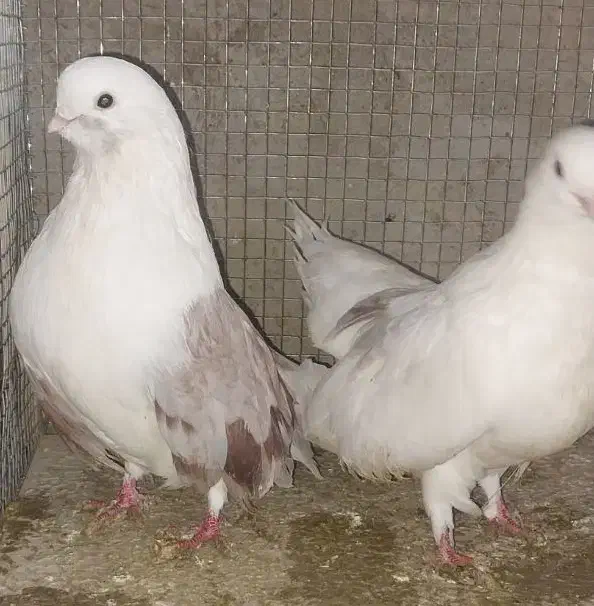 دوجفت دوکت سرو نک ریز کشیده بلند و یک جفت سرخ|پرنده|خمینیشهر, |دیوار