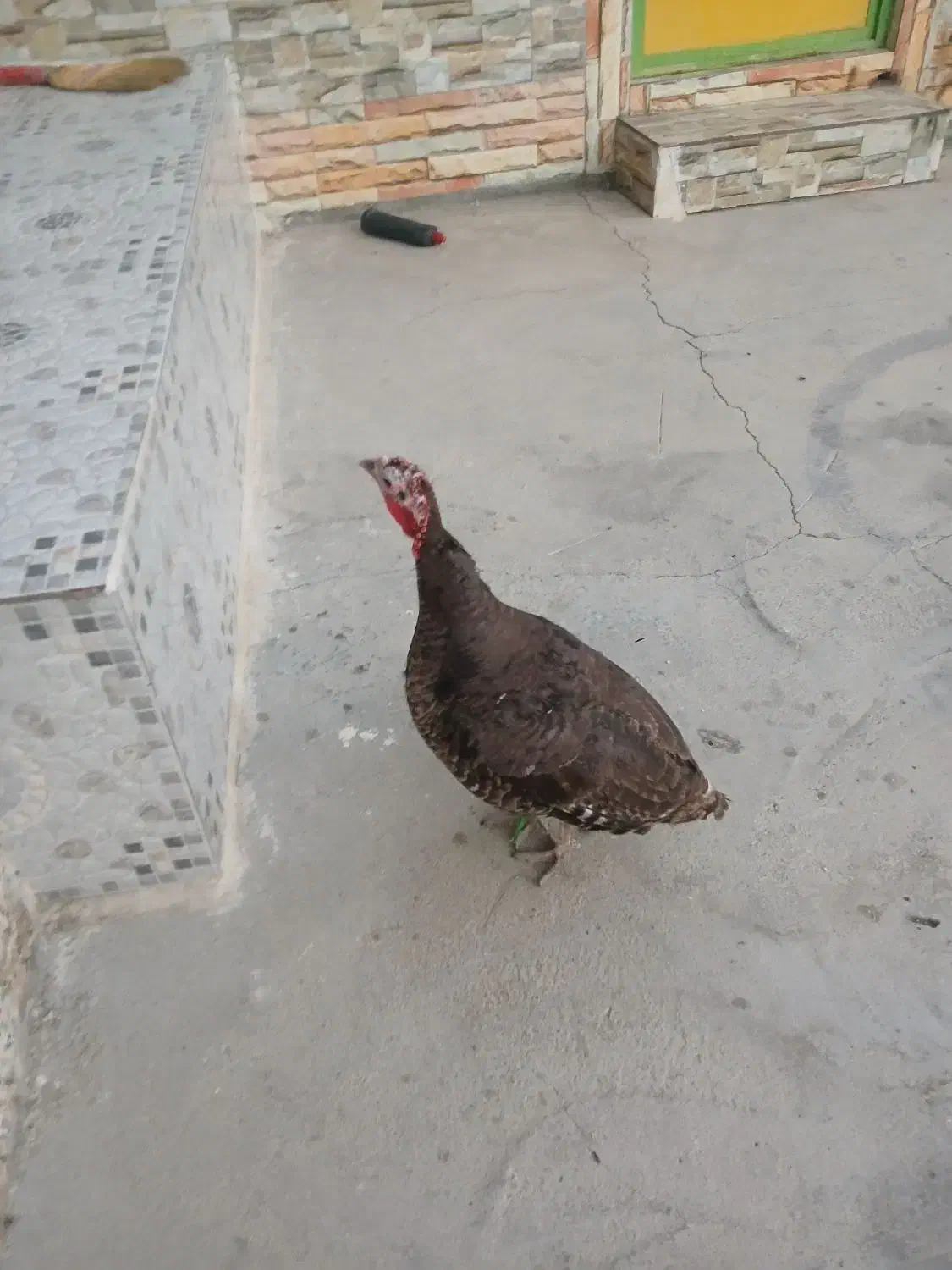 بوقلمون|حیوانات مزرعه|دهدشت, |دیوار