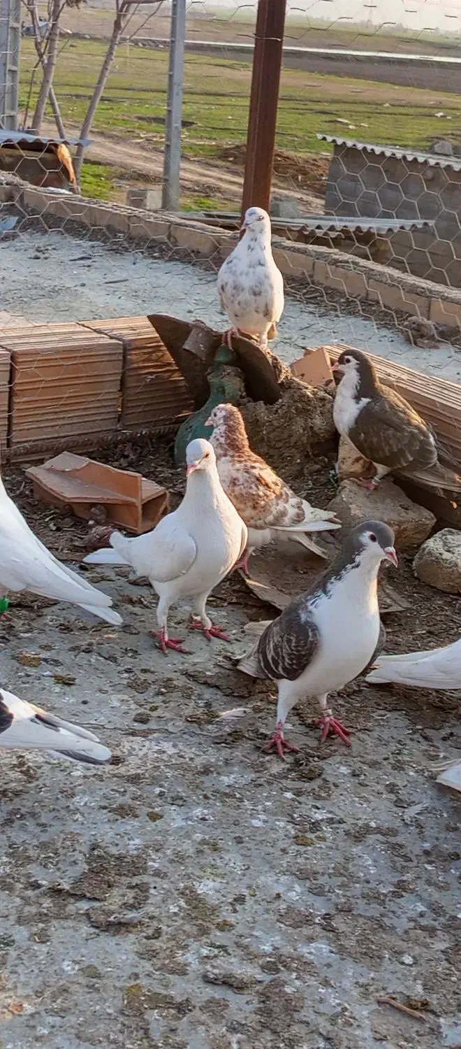 کفتر رزنگی|پرنده|مینودشت, |دیوار