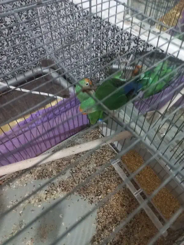 طوطی برزیلی|پرنده|نقده, |دیوار