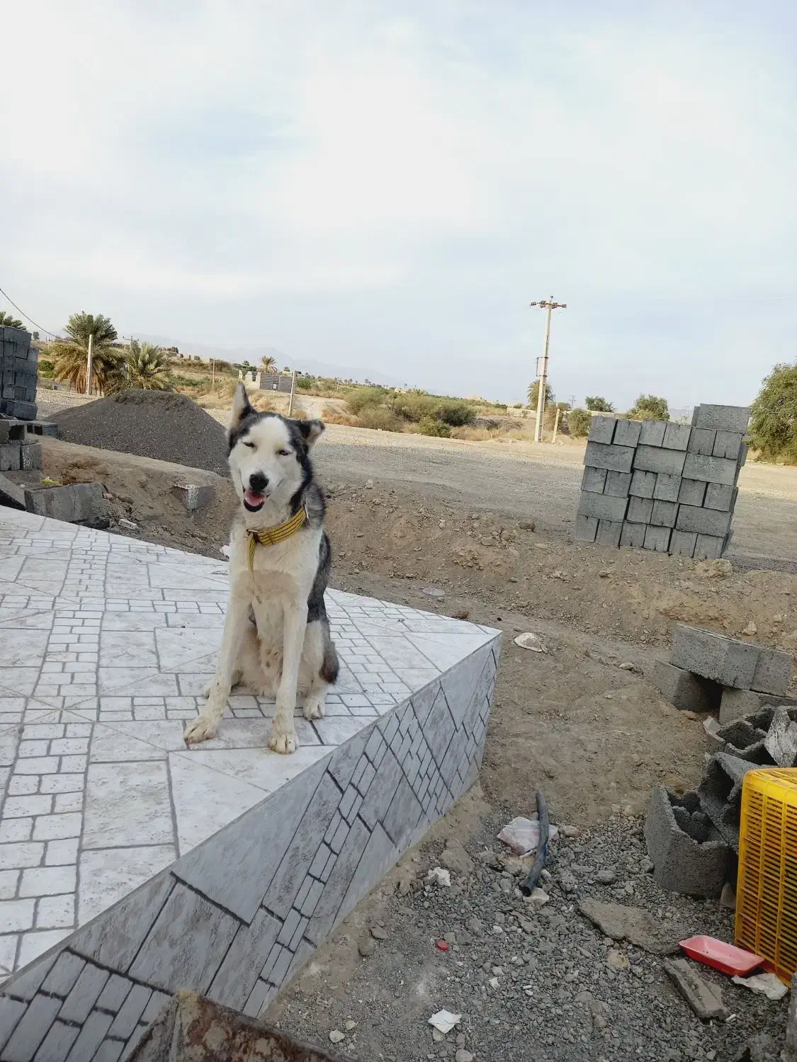 واگذاری سگ اسکی نر|سگ|رودان, |دیوار