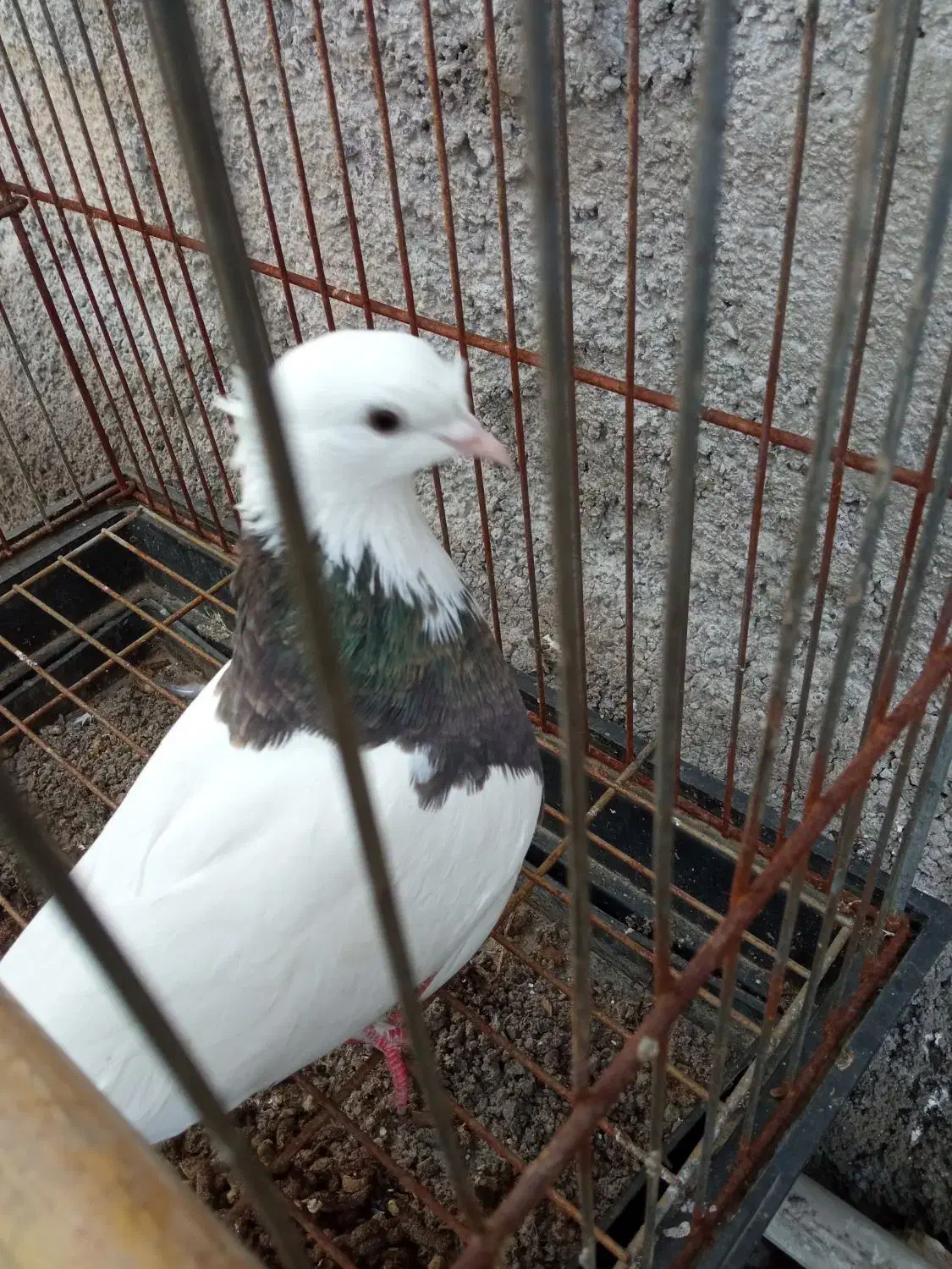 کبوتر طوقی ماده|پرنده|آستانه اشرفیه, |دیوار