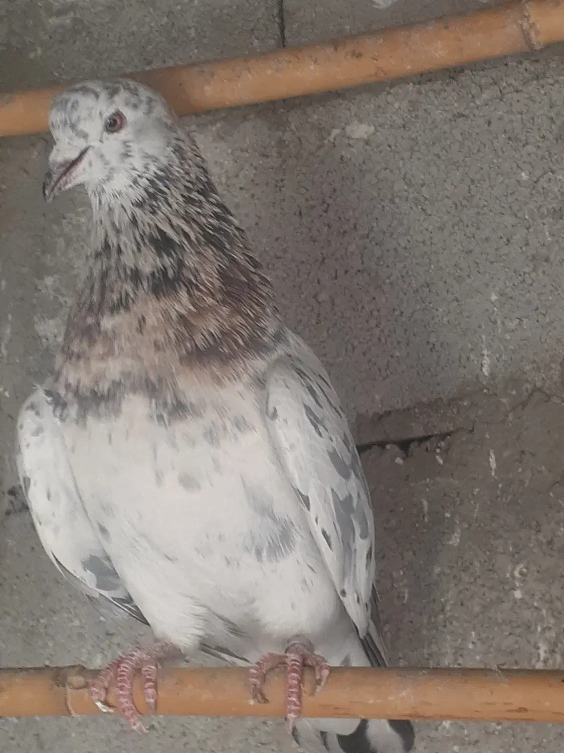 کبوتر نر|حیوانات|ابهر, |دیوار