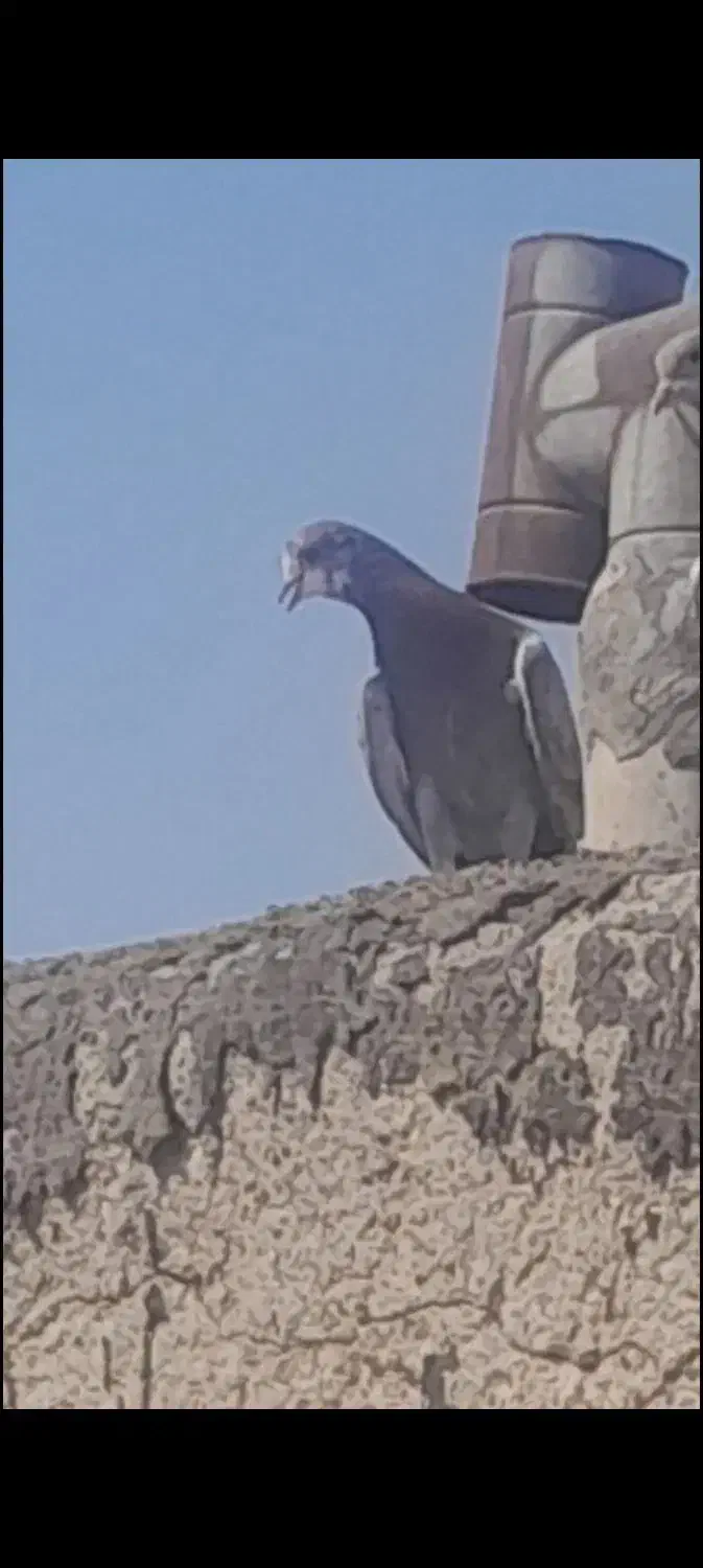 حراج ۱۳ تا کفتر خوب و بد زیر قیمت|حراج|قرچک, ولی آباد|دیوار