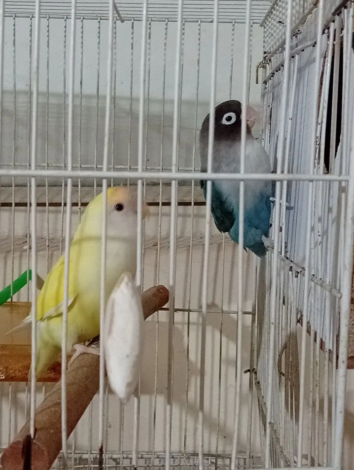 یک جفت کوتوله با تخم|پرنده|مشهد, ابوذر|دیوار