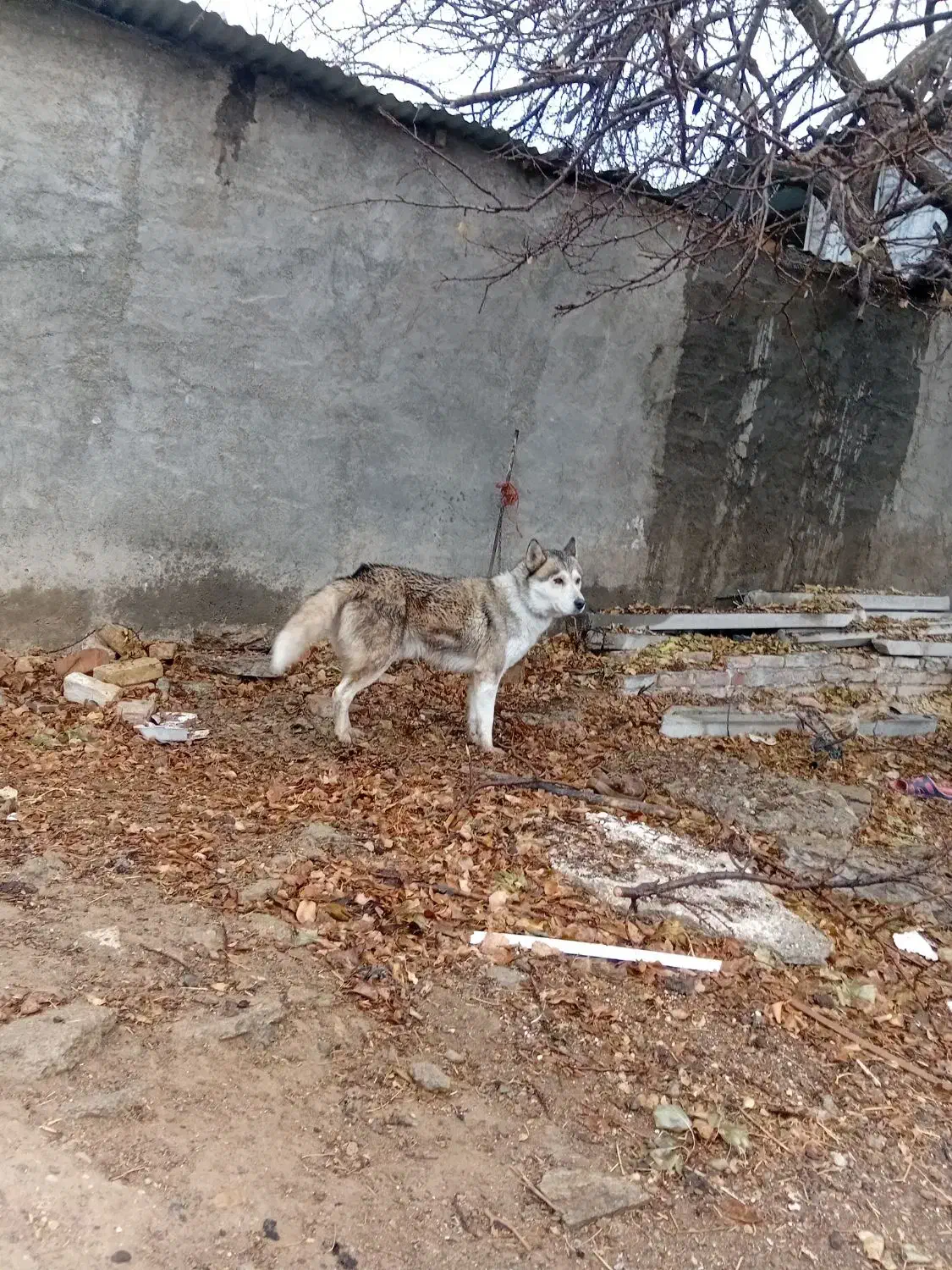 هاسکی|سگ|سنقر, |دیوار