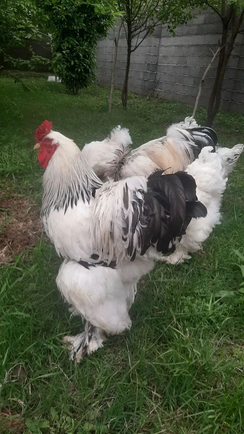 تخم برهمای اصیل|حیوانات مزرعه|رشت, شهرک قدس|دیوار