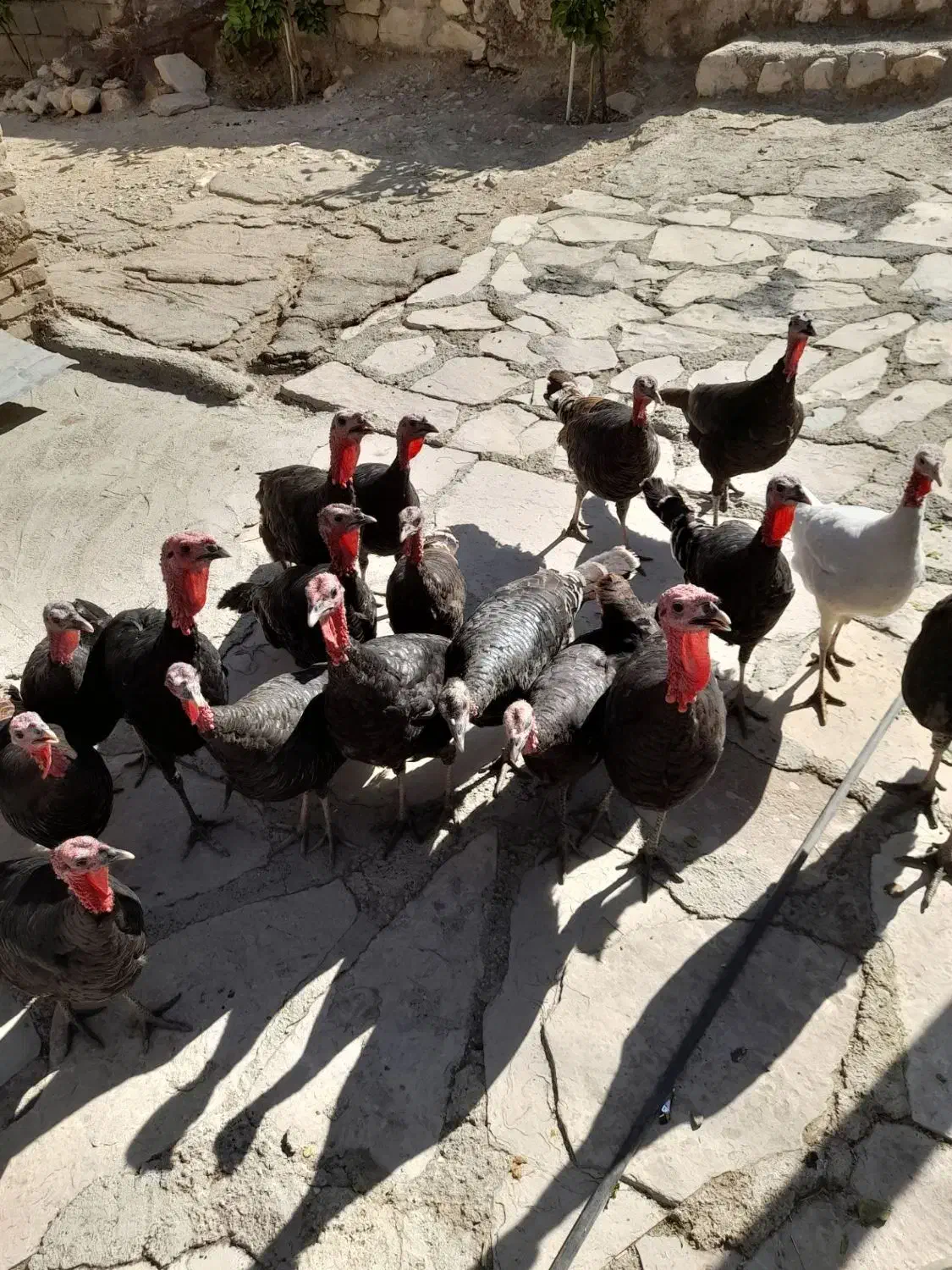 بوقلمون ماده|حیوانات مزرعه|دره شهر, |دیوار