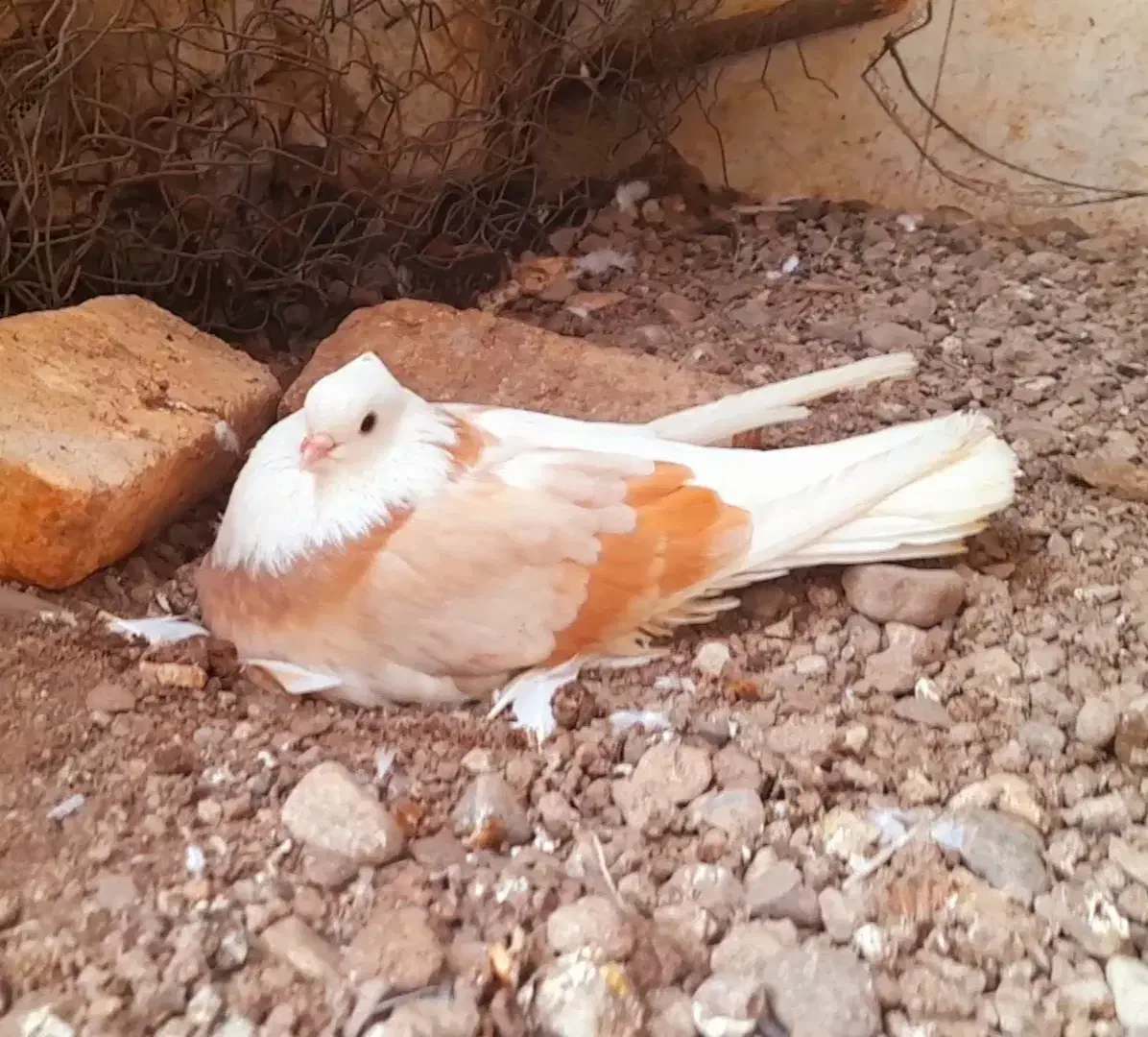 کبوتر کاکلی،پرشی،نوک قنار|پرنده|مزرعه کتول, |دیوار