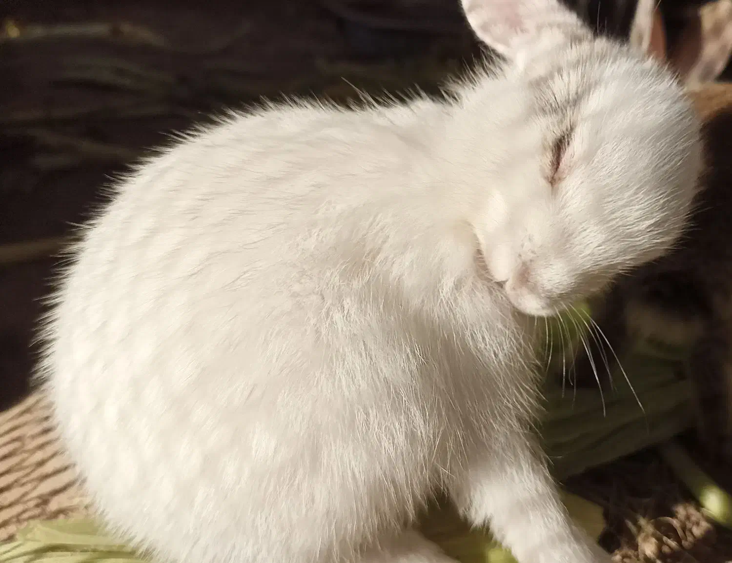 بچه خرگوش ۳۵روزه|موش و خرگوش|بوشهر, |دیوار