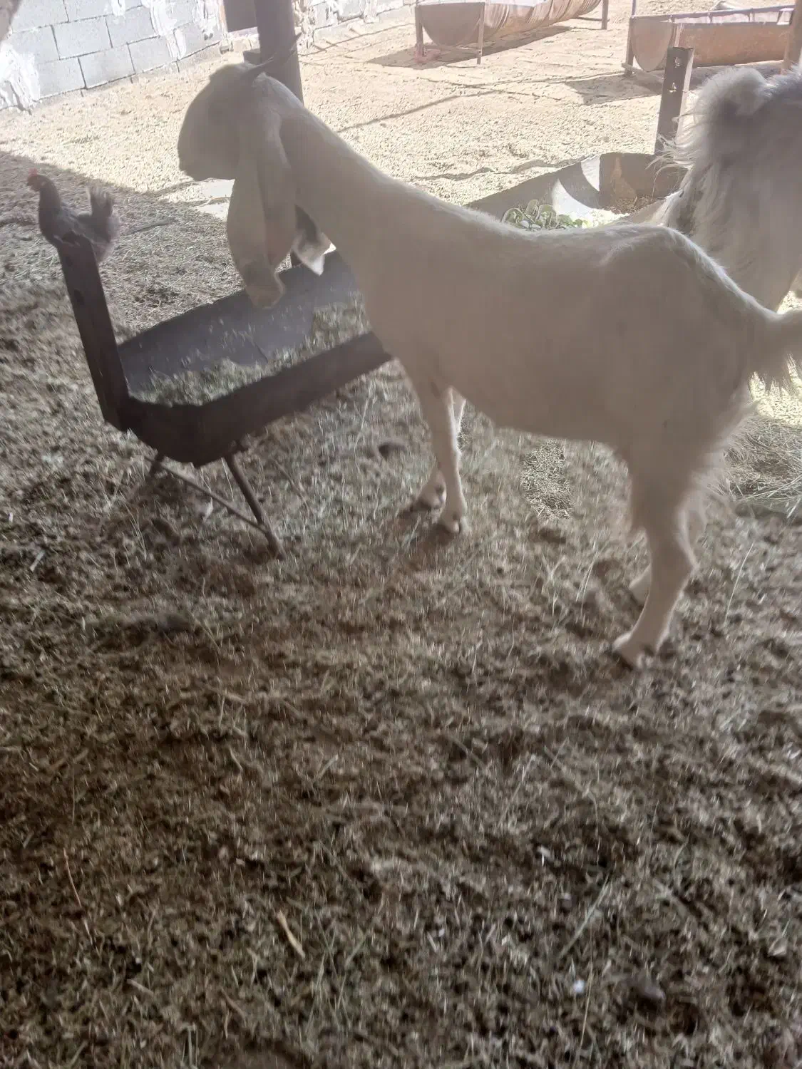 فروش قوچ داشتی کهره چپش بز گلابی|حیوانات مزرعه|آبپخش, |دیوار