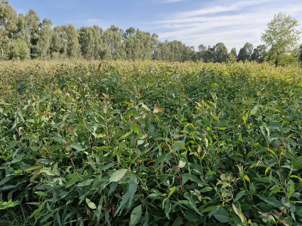 اکالیپتوس در ساری|گل و گیاه طبیعی|ساری, |دیوار