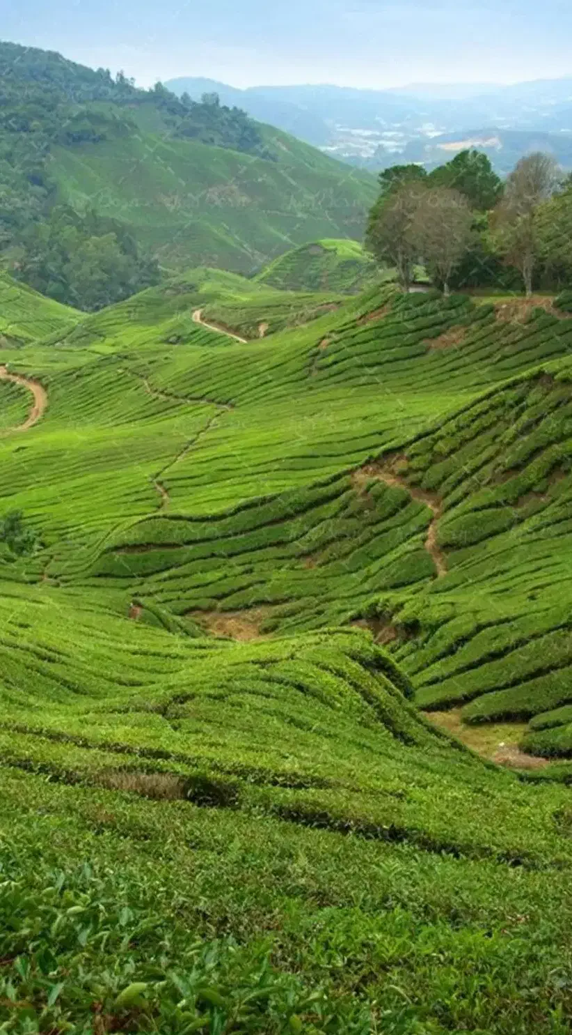 خوابگاه برای کسی که جای خواب نداره رایگان|اجارهٔ کوتاه‌مدت ویلا و باغ|تهران, امیرآباد|دیوار