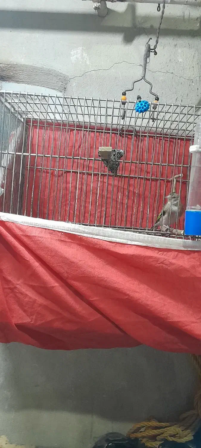 سهره.کبوتر|پرنده|کرمانشاه, |دیوار