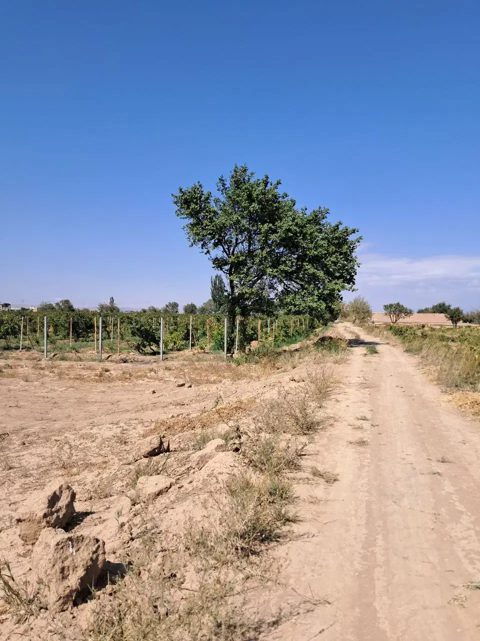 زمین باغی سند تکبرگ سند تهاتر با خودرو یا اقساط|فروش دفتر صنعتی، کشاورزی، تجاری|تاکستان, |دیوار