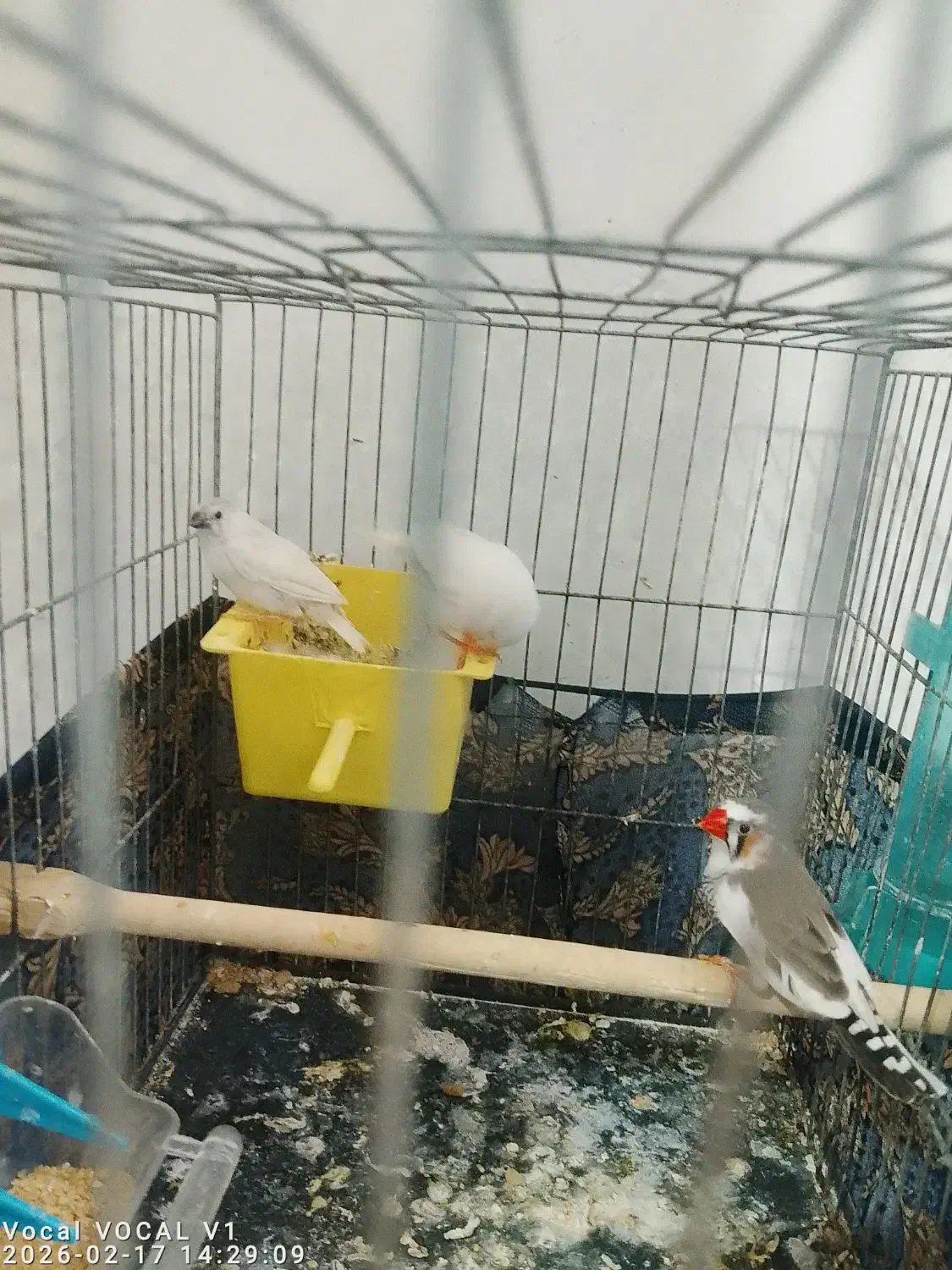 فنچ|پرنده|نسیم‌شهر, |دیوار