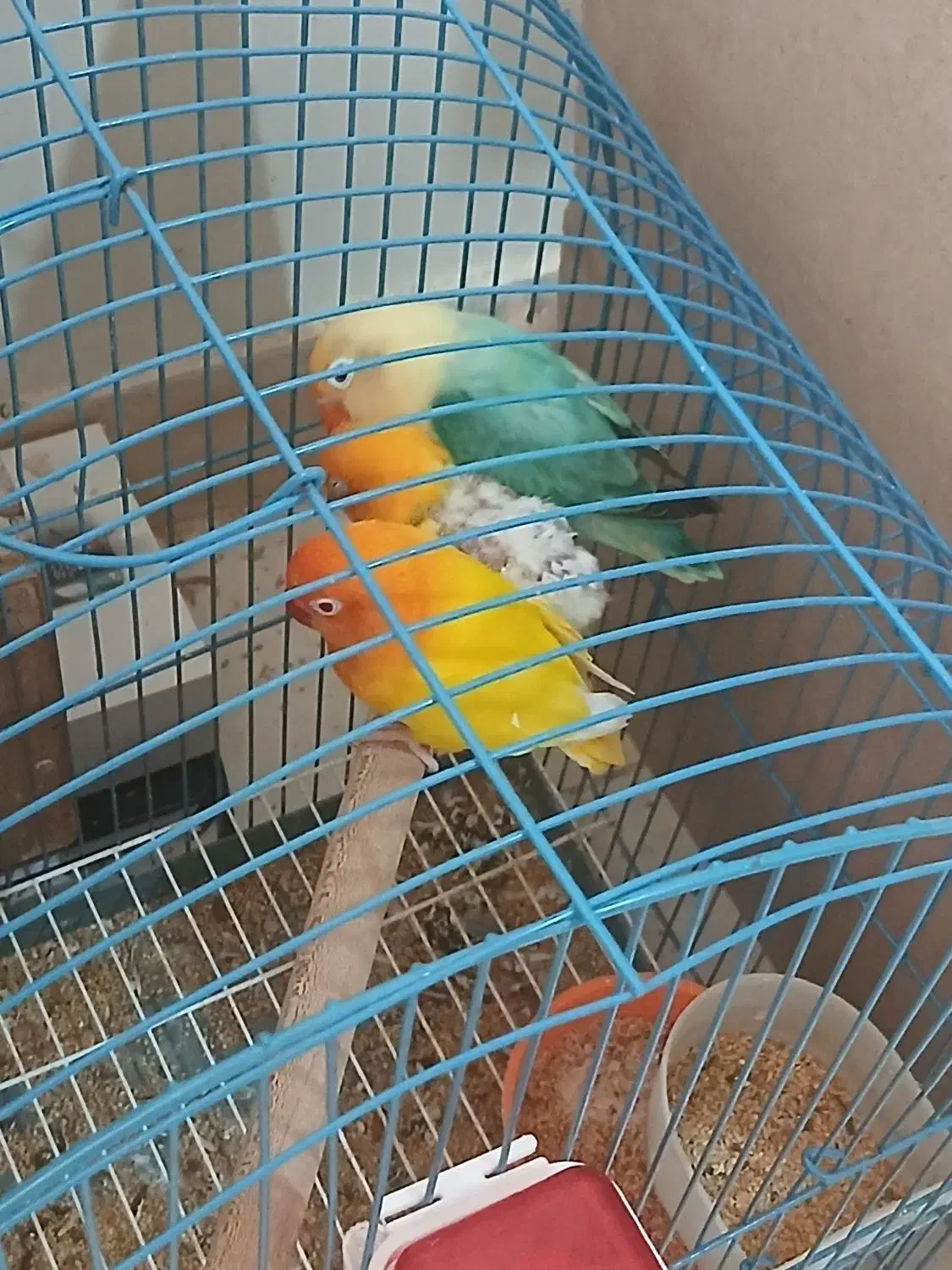 طوطی برزیلی|پرنده|پردیس, فاز ۸|دیوار