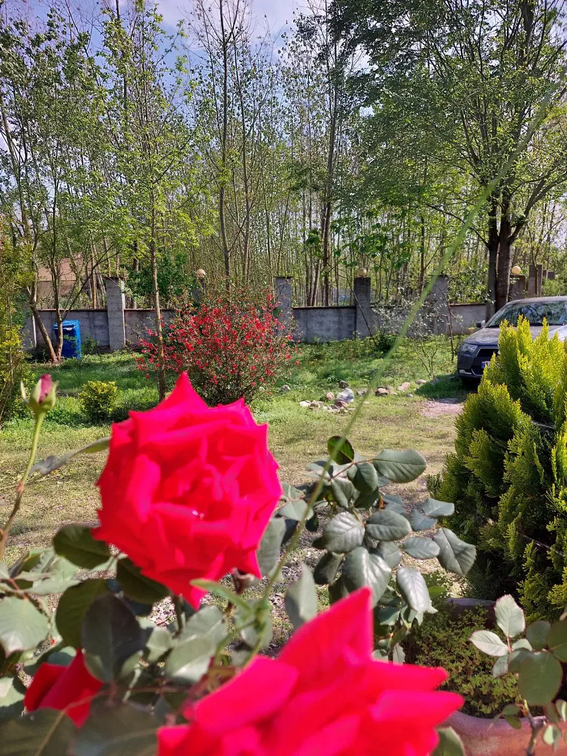 گیاه|گل و گیاه طبیعی|تهران, بهار|دیوار