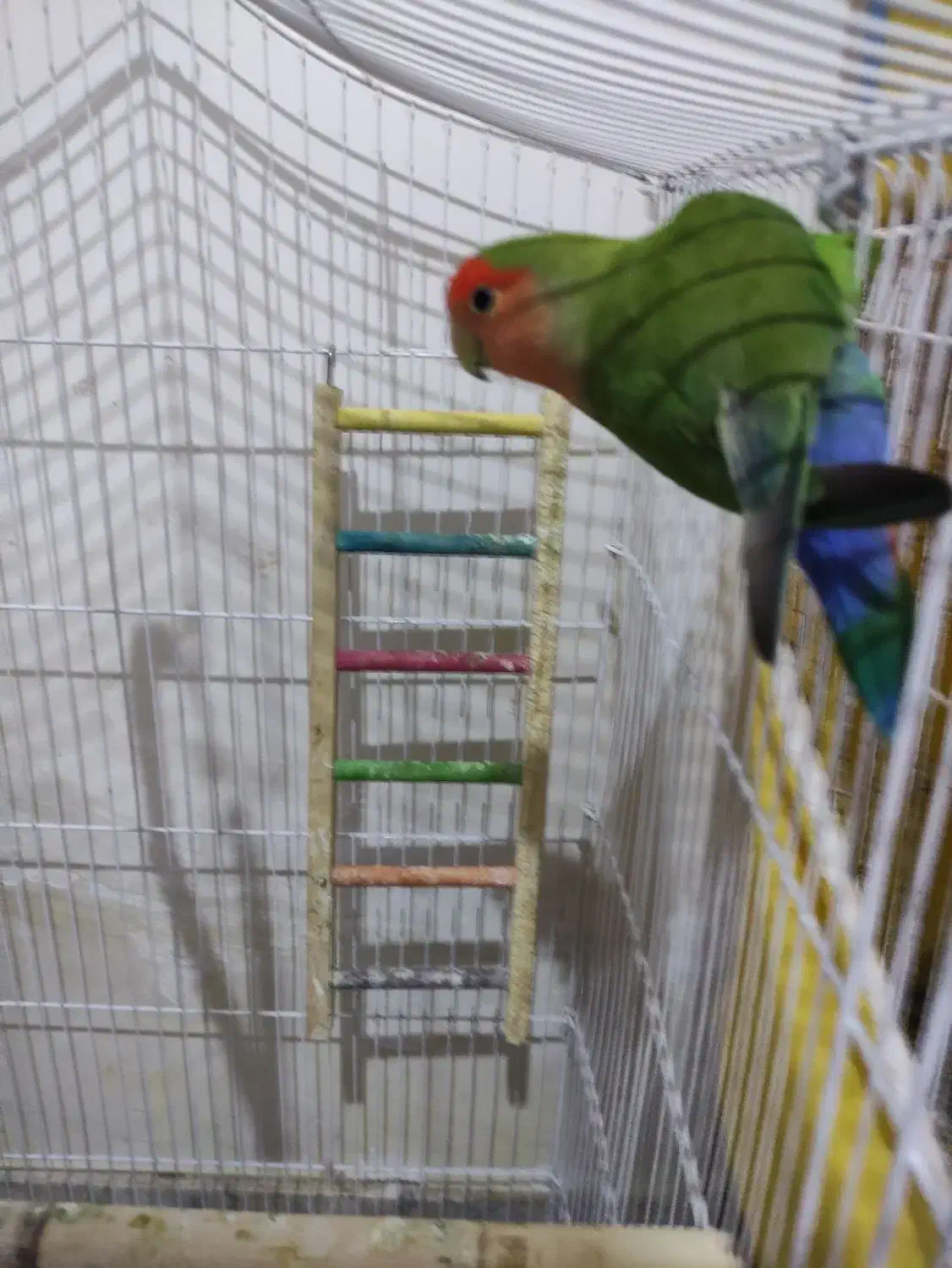 پرنده|پرنده|بردسکن, |دیوار