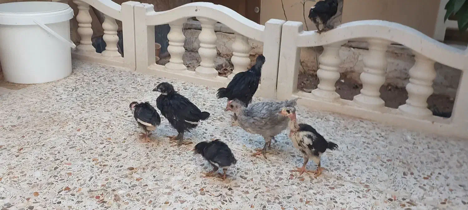 جوجه|حیوانات مزرعه|شیراز, بهارستان|دیوار