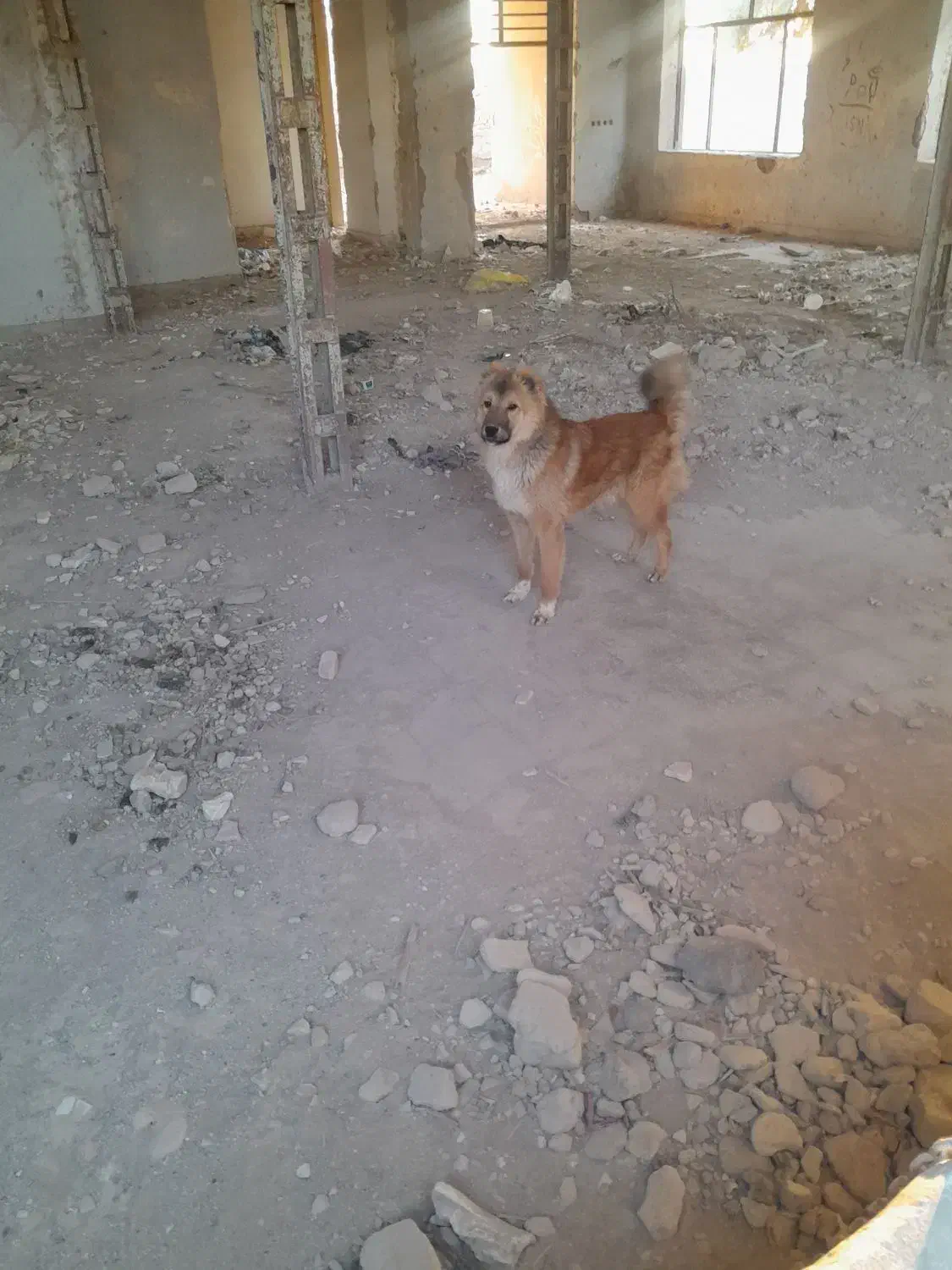 گمشده|حیوانات|نیمروز, |دیوار