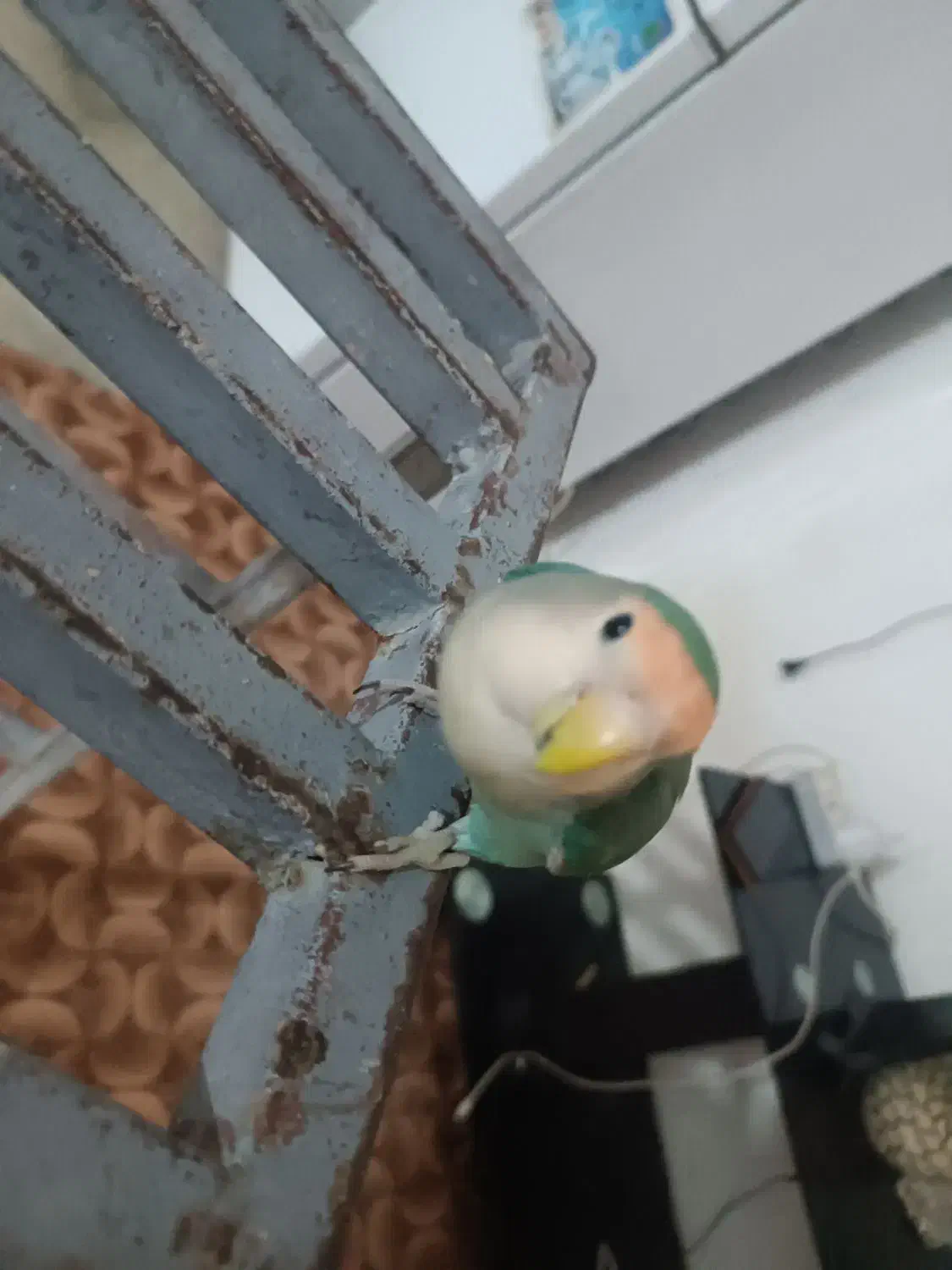 طوطی کوتوله یا برزیلی|پرنده|اهواز, زرگان|دیوار