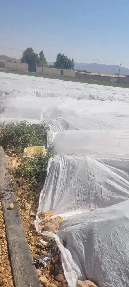 کاور (فوم)کشاورزی|عمده‌فروشی|جیرفت, |دیوار